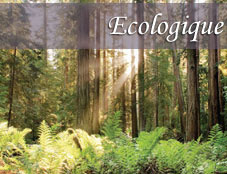1 redwood-3 ecologique